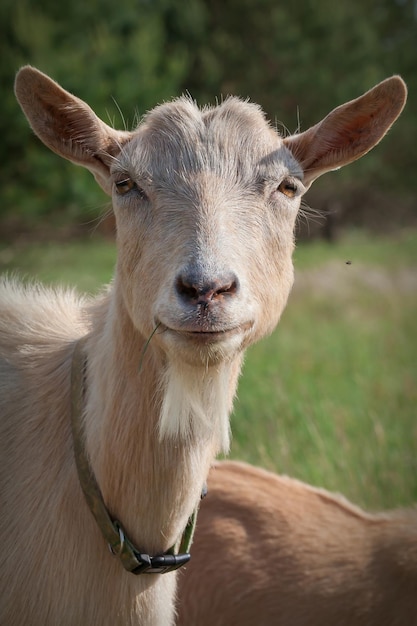 Retrato de cabra muito bonita com grama na boca