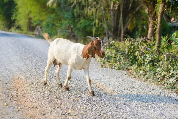 Retrato de cabra na estrada