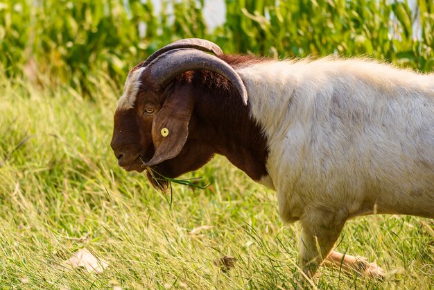 Retrato de cabra na estrada