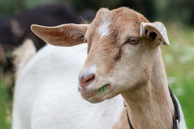 Retrato de cabra no pasto com grama verde na boca