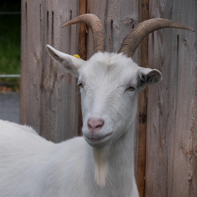 Foto retrato de cabras