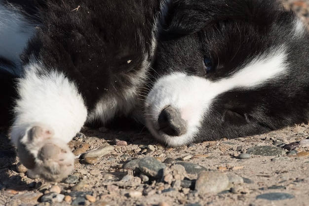 Retrato de cachorrinho border collie olhando para você