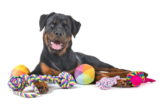 Retrato de cachorrinho contra fundo branco