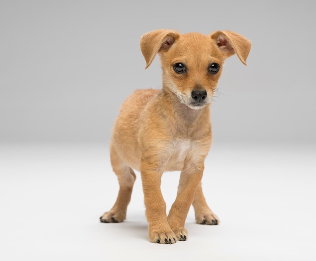 Retrato de cachorrinho contra fundo branco