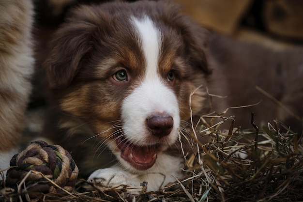 Retrato de cachorrinho de pastor australiano encantador contra o fundo de toras picadas