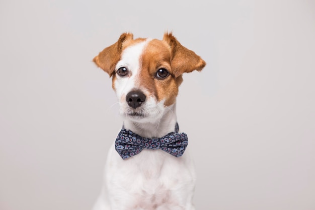 Retrato de cachorrinho em fundo branco