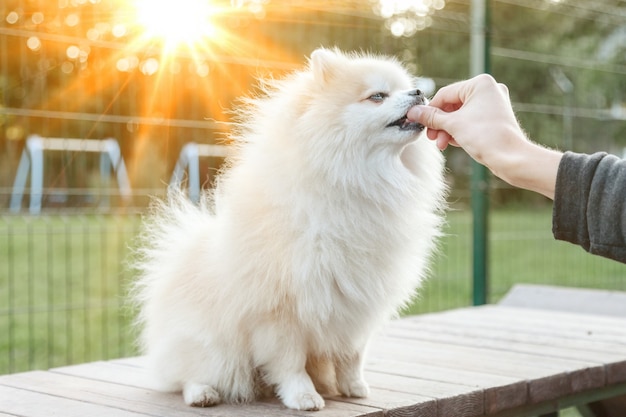 Retrato de cachorrinho fofo da pequena Pomerânia alemã no parquinho do cachorro. O cãozinho alemão Spitz alemão engraçado e branco leva um mimo para passear na natureza, ao ar livre. Conceito de amor de animal de estimação. Copie o espaço para o site