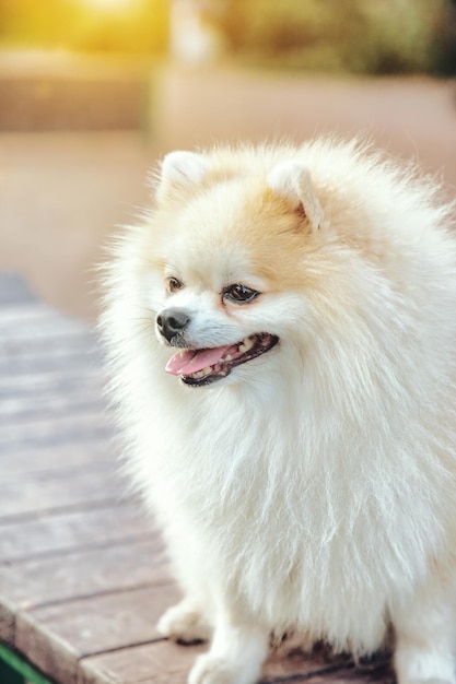 Retrato de cachorrinho fofo de pequeno alemão Pomeranian no playground para cães