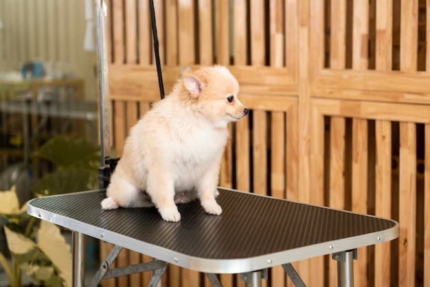 Retrato de cachorrinho fofo pronto para aliciamento no salão de spa para animais de estimação