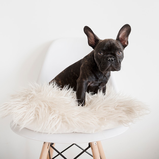 Foto retrato de cachorrinho fofo