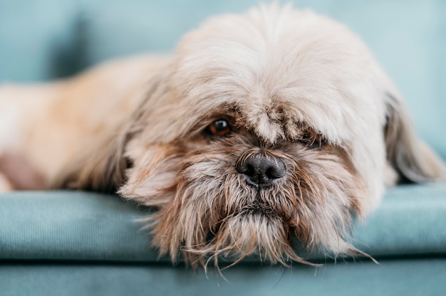 Retrato de cachorrinho fofo