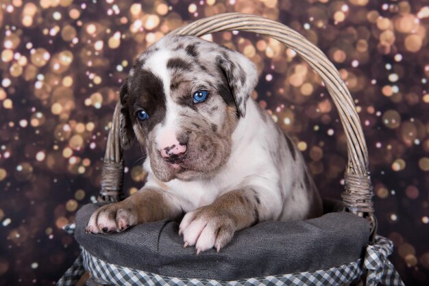 Retrato de cachorrinho Louisiana Catahoula Leopard Dog em fundo de férias