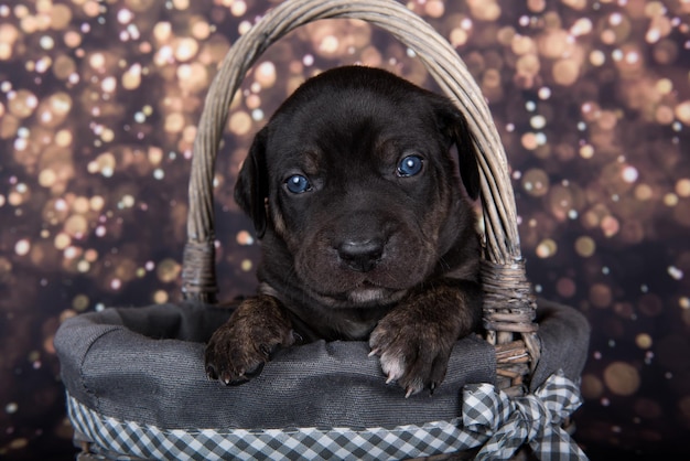 Retrato de cachorrinho Louisiana Catahoula Leopard Dog em fundo de férias