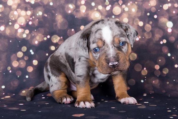 Retrato de cachorrinho louisiana catahoula leopard dog em fundo de férias