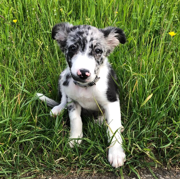 Foto retrato de cachorrinho no campo