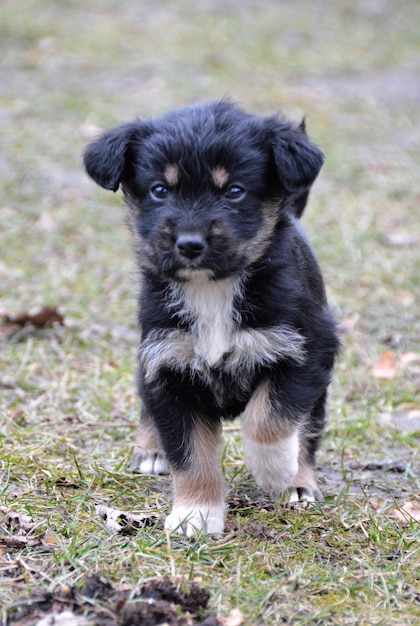 Foto retrato de cachorrinho no campo