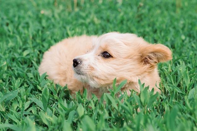 Retrato de cachorrinho no campo