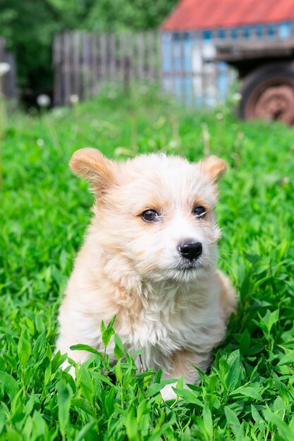 Retrato de cachorrinho no campo