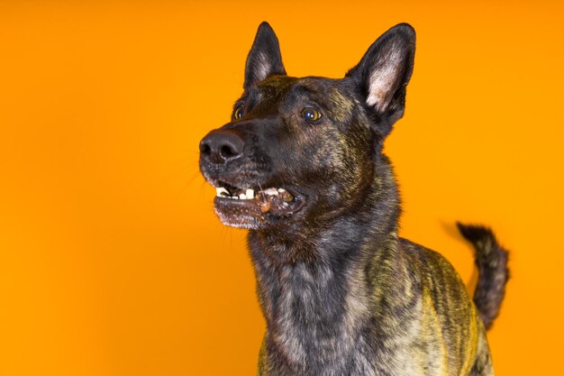 Retrato de cachorrinho pastor holandês em estúdio fechado fundo vermelho escuro