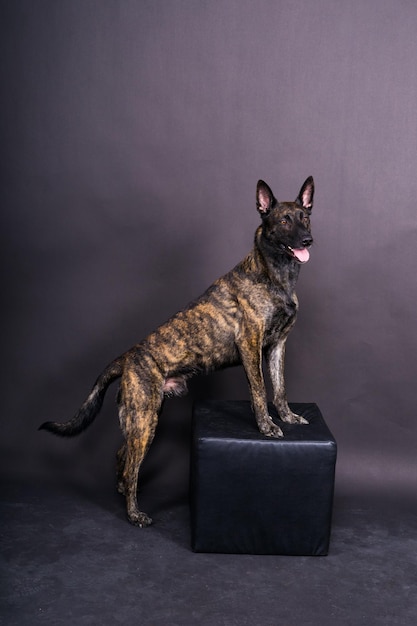 Retrato de cachorrinho pastor holandês em estúdio fechado fundo vermelho escuro