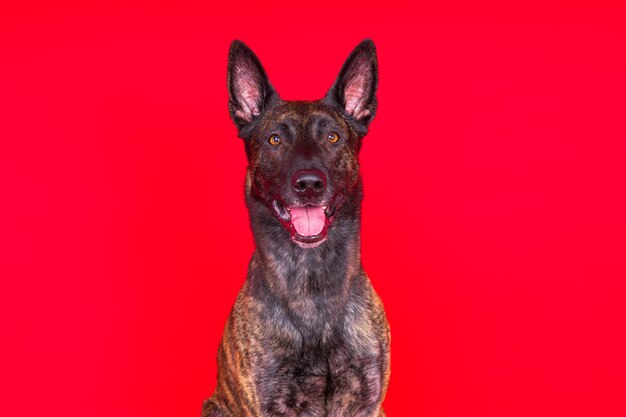 Retrato de cachorrinho pastor holandês em estúdio fechado fundo vermelho escuro