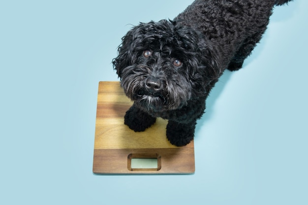 Retrato de cachorrinho poodle sério sentado na balança de peso Isolado em fundo azul pastel