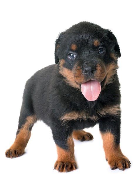 Retrato de cachorrinho preto contra fundo branco