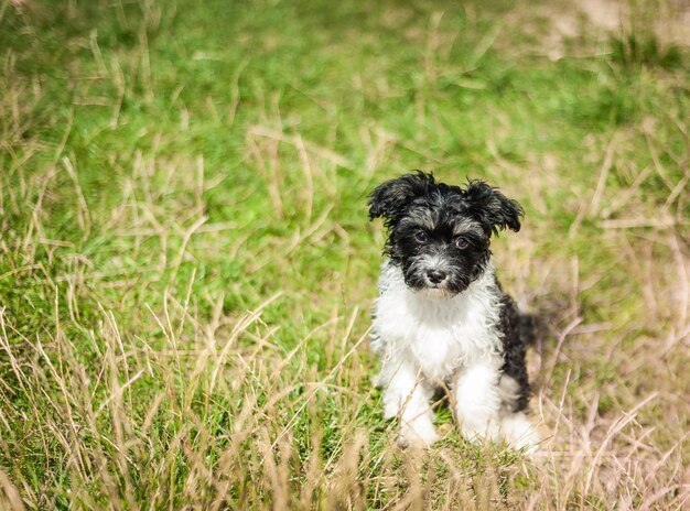 Retrato de cachorrinho preto e branco com bokeh de fundo