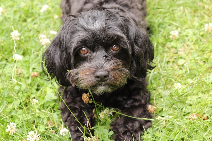 Foto retrato de cachorrinho preto na grama