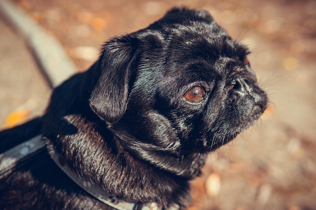 Retrato de cachorrinho pug fofo ao ar livre