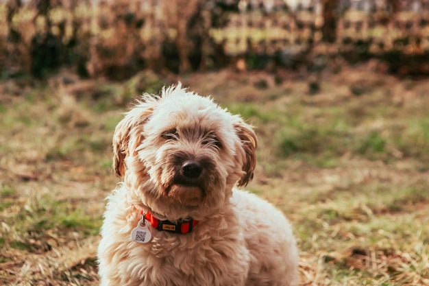 Retrato de cachorrinho terrier tibetano