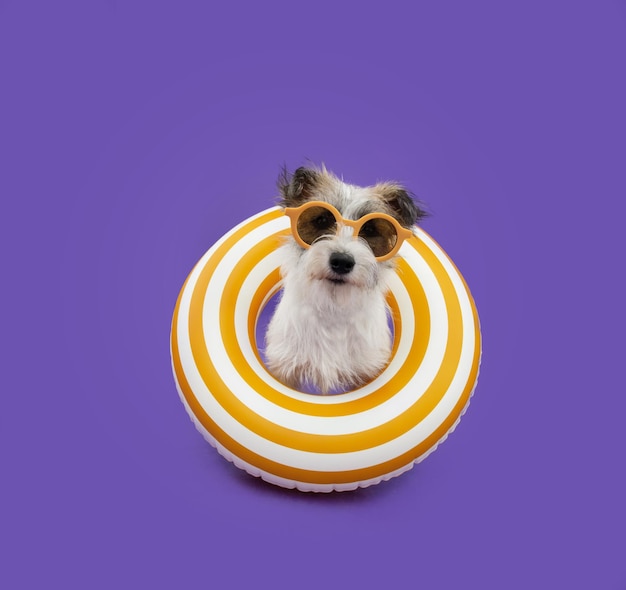 Retrato de cachorrinho verão Jack russell dentro de um inflável Isolado em fundo roxo