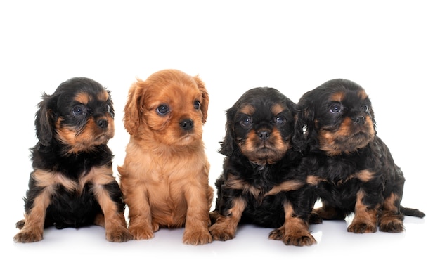 Retrato de cachorrinhos cavalier king charles