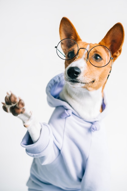 Retrato de cachorro basenji branco vermelho engraçado de óculos e vestindo capuz dando a pata.