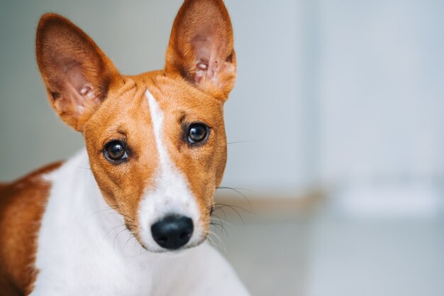 Retrato de cachorro basenji branco vermelho na cozinha, olhando para a câmera, copie o espaço.