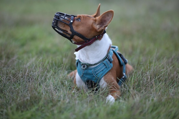 retrato de cachorro basenji lindo. fechar-se