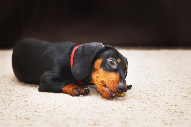 Retrato de cachorro bassê fofo com um lanche saboroso seco nos dentes