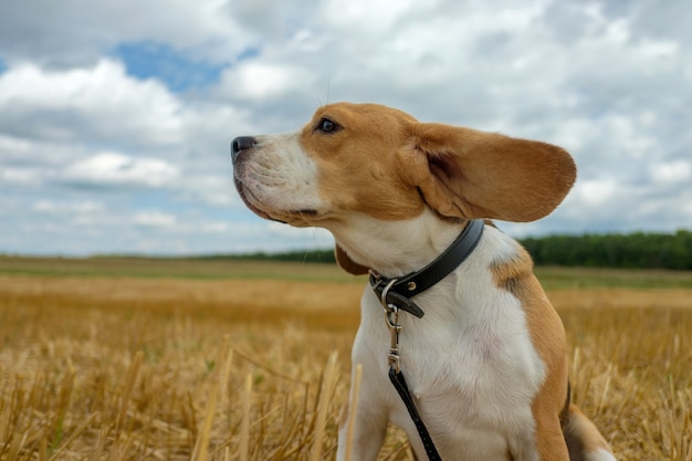 Retrato de cachorro beagle em um campo de trigo inclinado em um dia de verão