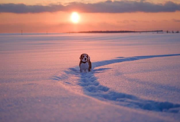 Retrato de cachorro beagle no fundo do sol na noite de inverno