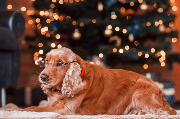 Retrato de cachorro bonito dentro de casa em copos na sala de decoração festiva de natal.