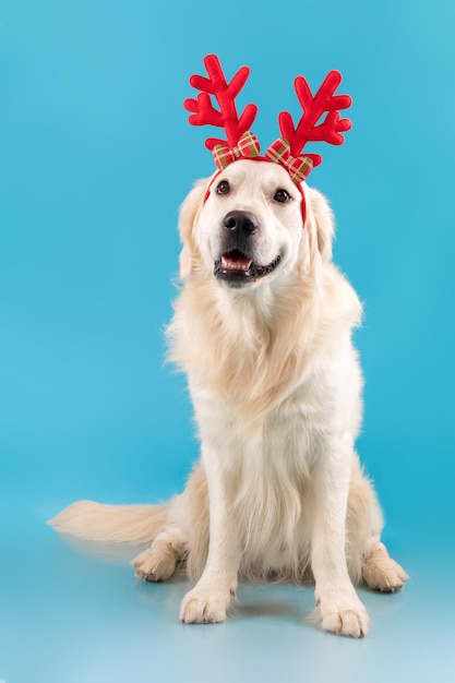 Retrato de cachorro bonito e saudável posando na faixa de cabeça