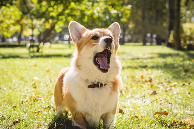 Retrato de cachorro bonito welsh corgi no parque