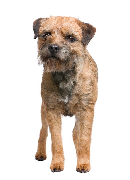 Retrato de cachorro border terrier isolado