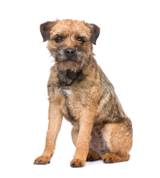 Retrato de cachorro border terrier isolado