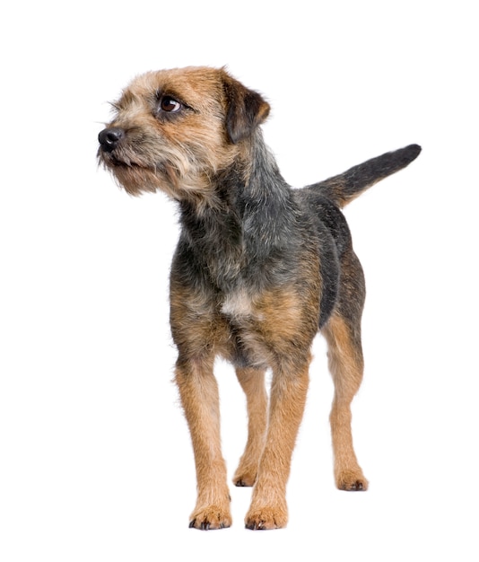 Retrato de cachorro border terrier isolado