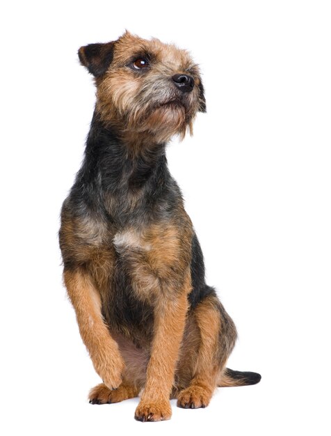 Retrato de cachorro border terrier isolado