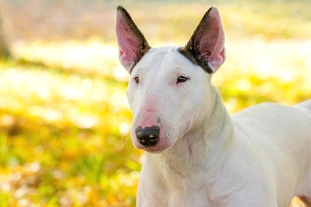 Retrato de cachorro bull terrier de perto no perfil ao ar livre