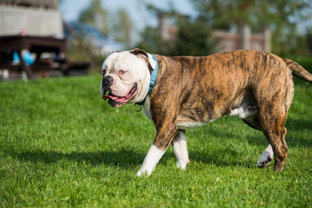 Retrato de cachorro Bulldog Americano com casaco tigrado do lado de fora