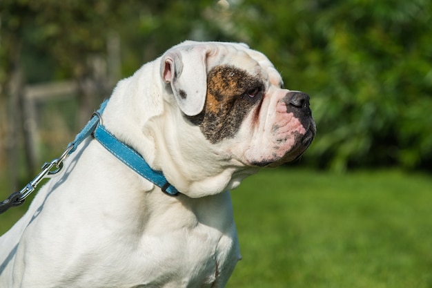 Retrato de cachorro Bulldog Americano de Branco com manchas de pêlo vermelho, preto e tigrado no quintal