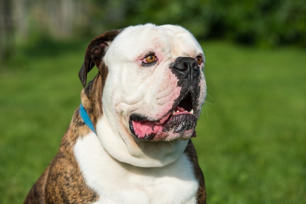 Retrato de cachorro bulldog americano do lado de fora